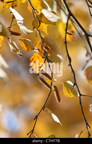 Feuilles de bouleau de couleurs d'automne à voir de très près. Banque D'Images