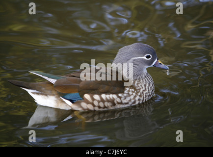 Femme Canard mandarin (Aix sponsa). Banque D'Images