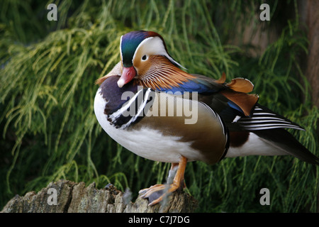 Homme Canard mandarin (Aix sponsa) à Martin simple et la faune Wetlands Trust réserver dans le Lancashire. Banque D'Images