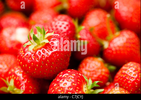 Les Fraises fraîchement cueillies, Fragaria ananassa Banque D'Images