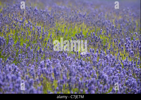 La Lavande, Lavandula x intermedia 'Grosso', en fleurs Banque D'Images