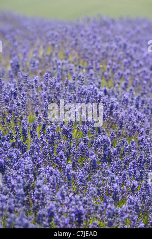 La Lavande, Lavandula x intermedia 'Grosso', en fleurs Banque D'Images