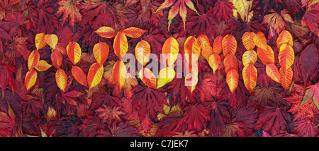 Motif de feuilles d'automne. Le mot dans les feuilles d'AUTOMNE Banque D'Images
