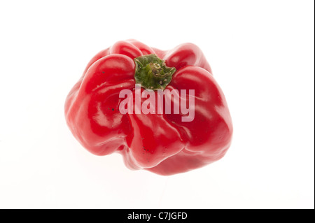 Accueil produit un poivron rouge capiscum sur fond blanc fond rétroéclairé Banque D'Images