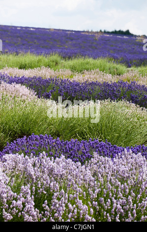 Domaine de lavandes mixte, Lavandula angustifolia', à Snowshill Lavender Farm, Worcestershire, Angleterre, Royaume-Uni Banque D'Images