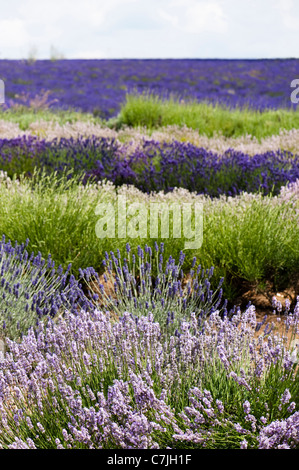 Domaine de lavandes mixte, Lavandula angustifolia', à Snowshill Lavender Farm, Worcestershire, Angleterre, Royaume-Uni Banque D'Images