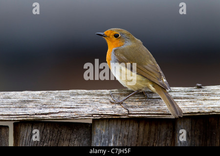 Erithacus rubecula aux abords (Turdidae) Oiseau de jardin Banque D'Images