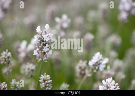 Lavande Anglaise, Lavandula angustifolia "Lady Anne" Banque D'Images