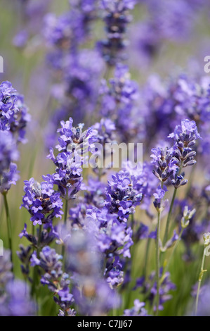 Lavande Anglaise, Lavandula angustifolia 'Munstead' Banque D'Images