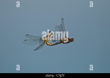 AKROBAT AUGEN Black Tailed Skimmer Blaupfeil Fortpflanzung GROßLIBELLE Großer Blaupfeil LIBELLEN Liebesspiel MAKR LIBELLE Insekt Banque D'Images