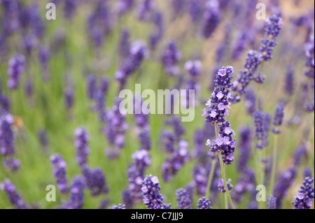 Lavande Anglaise, Lavandula angustifolia 'Imperial Gem' Banque D'Images