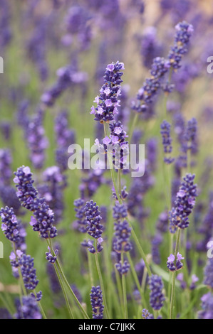 Lavande Anglaise, Lavandula angustifolia 'Imperial Gem' Banque D'Images