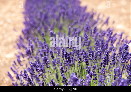 Lavande Anglaise, Lavandula angustifolia 'Imperial Gem' Banque D'Images