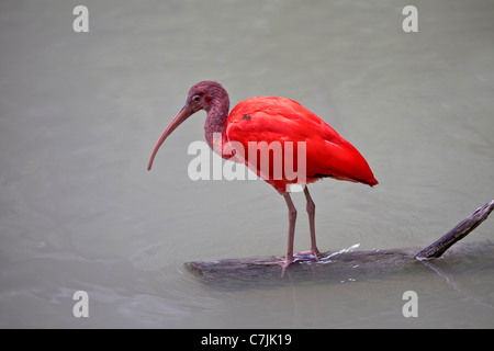 Roter Ibis Banque D'Images