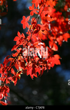 Avec des feuilles de lierre de rouge sur fond flou. Banque D'Images