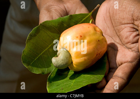 Man's hands afficher sur une feuille une noix de cajou attachée à son apple à Marari Beach, Mararikulam, Kerala, Inde Banque D'Images