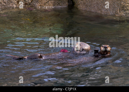 Les loutres de mer, Kenai Fjords National Park, près de Seward, en Alaska. Banque D'Images