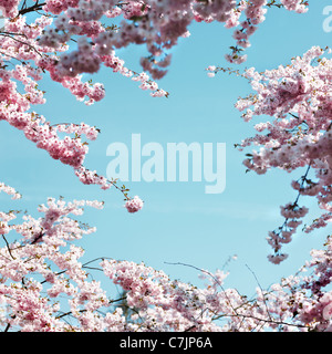 Les fleurs de cerisier rose contre le ciel bleu Banque D'Images