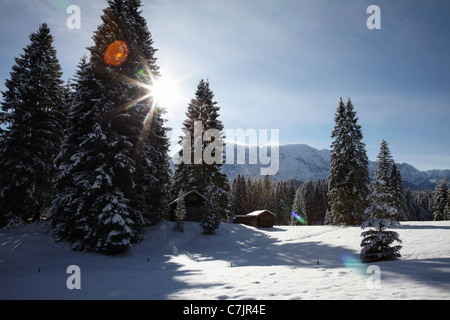 Arbres sur une colline couverte de neige Banque D'Images