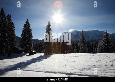 Arbres sur une colline couverte de neige Banque D'Images