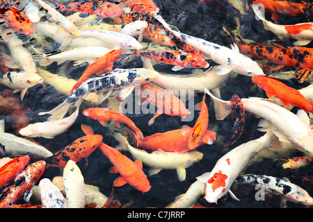 L'abondance de poissons koi japonais dans l'étang Banque D'Images