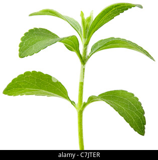 L'accent plein de Stevia rebaudiana, sweetleaf substitut du sucre dentelle Banque D'Images