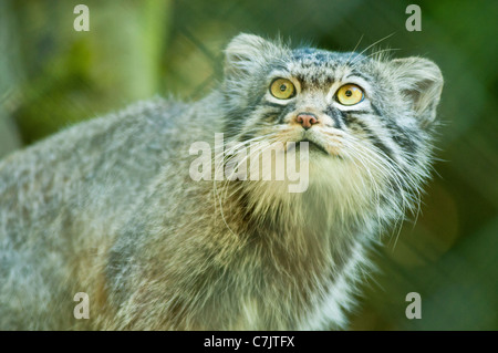 Pallas cat en captivité Banque D'Images