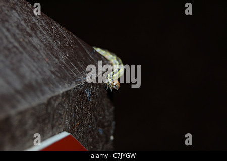 Inch Worm, Big Basin State Park, Californie Banque D'Images