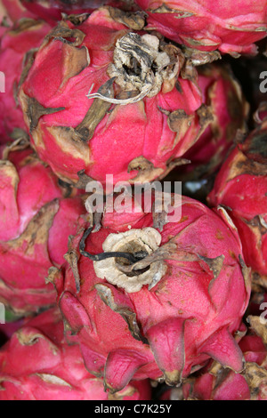 Red Pitaya Hylocereus undatus à Brastagi, marché de Sumatra Banque D'Images