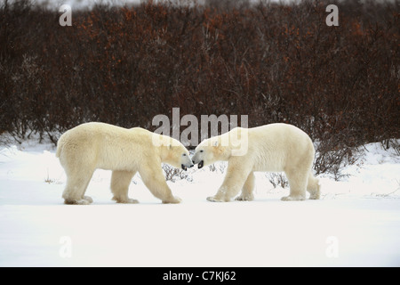 Dialogue des ours polaires. Deux ours polaires ont rencontré contre une sombre bush et sont mesurés par la bouche. Banque D'Images