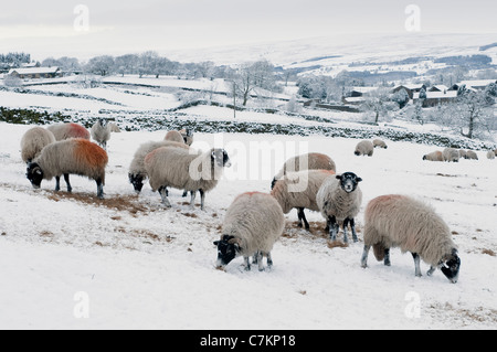 Froid neige hiver jour et troupeau de moutons haut sur le terrain exposé de colline, debout dans la neige blanche, quelques mangeant de foin - Ilkley Moor, Yorkshire, Angleterre, Royaume-Uni. Banque D'Images