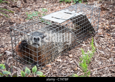 Une grande marmotte commune marmotte ou assis d'une façon humaine / ont-A-coeur piège dans un jardin dans le New Jersey, USA. Banque D'Images