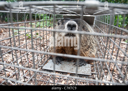 Une grande marmotte commune marmotte ou assis d'une façon humaine / ont-A-coeur piège dans un jardin dans le New Jersey, USA. Banque D'Images