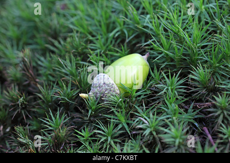 Acorn du chêne pédonculé Quercus robur anglais arbre portant sur mousse UK Banque D'Images