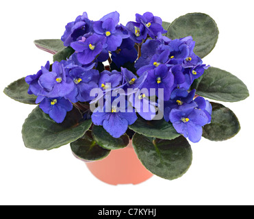 Violette Africaine en pot (Saintpaulia ionantha) isolé sur fond blanc Banque D'Images