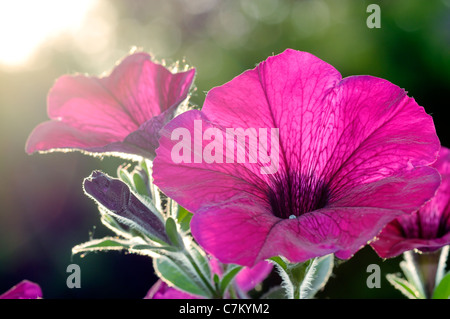 Libre de couleur violette pétunias au coucher du soleil. Banque D'Images