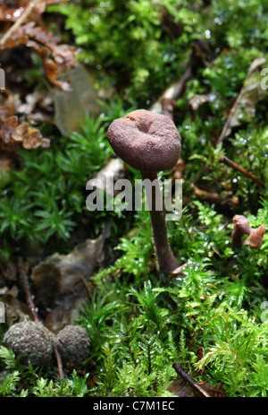 Les jeunes prétendants Améthyste Laccaria amethystina, champignon, Hydnangiaceae. Banque D'Images