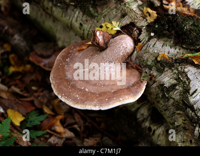 Polypore du bouleau ou Razorstrop Piptoporus betulinus, champignon, Fomitopsidaceae. Banque D'Images