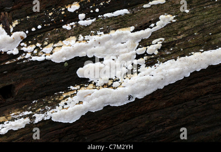 Croûte grillagée, Byssomerulius corium, syn. Meruliopsis corium, Irpicaceae. Bricket Wood, Hertfordshire, Royaume-Uni. Resupinate champignon sur l'arbre de hêtre mort. Banque D'Images