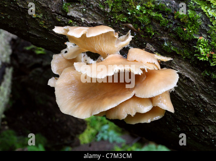 Huître pâle, champignon Pleurotus pulmonarius, Pleurotaceae Banque D'Images