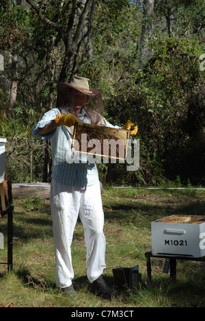 Beekeeper tending aux abeilles, Queensland, Australie Banque D'Images