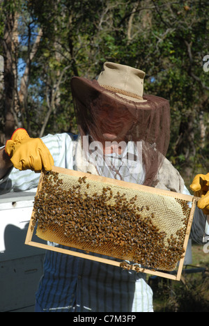 Beekeeper tending aux abeilles, Queensland, Australie Banque D'Images