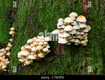 Touffe de soufre champignon, Hypholoma fasciculare, Strophariaceae Banque D'Images