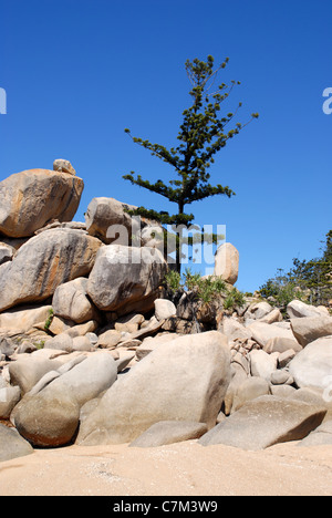 Plage, rochers de granit et d'hoop, Arthur de pins, la baie de l'île magnétique, Townsville, Queensland, Australie Banque D'Images