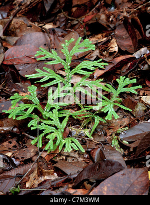 Fougère Selaginella sp. qui croissent sur le sol forestier, Mulu National Park, Sarawak, Bornéo, Malaisie Orientale Banque D'Images