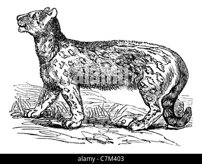 Snow Leopard, Uncia uncia uncia, Leopardus, vintage engraved illustration. Encyclopédie Trousset (1886 - 1891). Banque D'Images