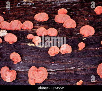 Scieries de champignons poussant sur le sol forestier, Mulu National Park, Sarawak, Bornéo, Malaisie Orientale Banque D'Images