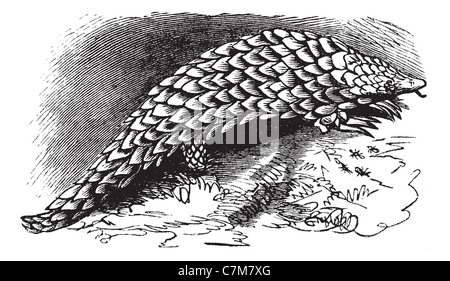 Ou Manis pentadactyla Pangolin chinois, gravure d'époque. Vieille illustration gravée de Pangolin chinois. Banque D'Images