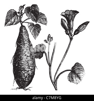 Patate douce, vintage engraved illustration, montrant la racine (à gauche) et de fleurs (à droite). Encyclopédie Trousset (1886 - 1891). Banque D'Images