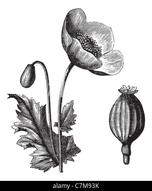 Ou du pavot à opium, Papaver somniferum vintage engraved illustration. Encyclopédie Trousset (1886 - 1891). Banque D'Images